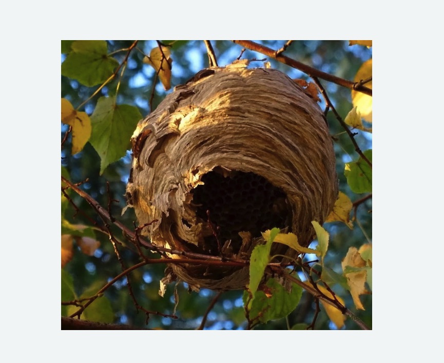 Обработка от шершней Тимирязевская метро Москвы