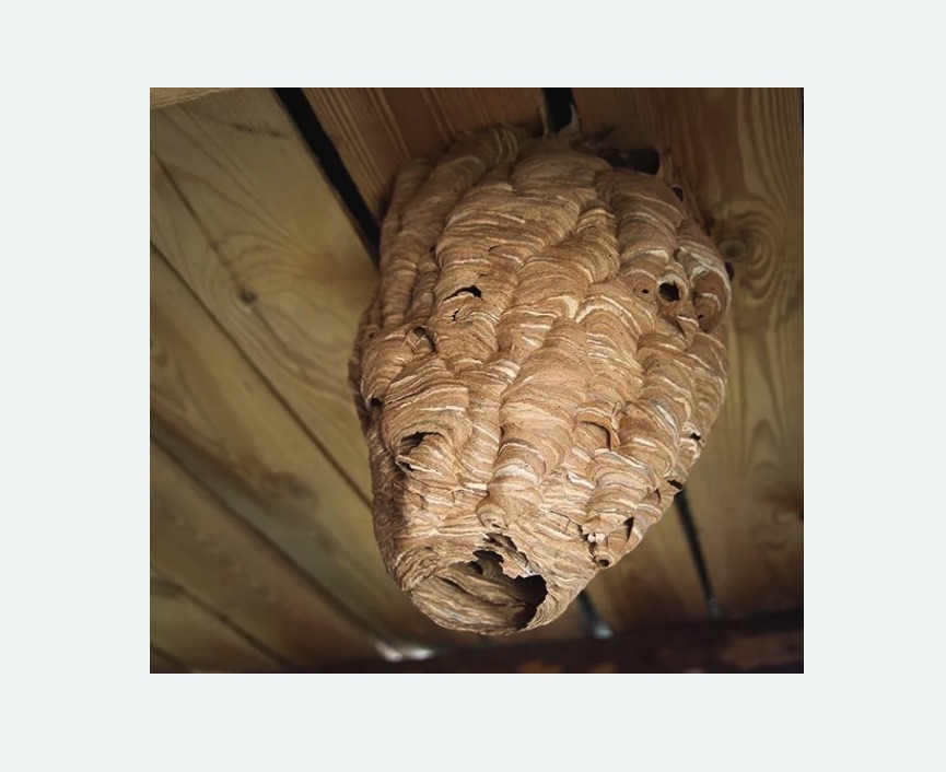 обработка от шершней Тимирязевская метро Москвы