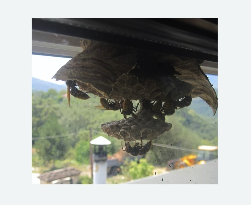 Уничтожение гнёзд шершней Тимирязевская метро Москвы