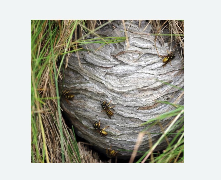 Уничтожение ос и ульев Уничтожение ос и ульев Тимирязевская метро Москвы